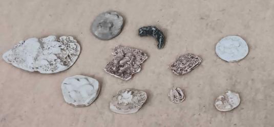 Pfotenabdrücke von Wölfen, Luchsen und Bären